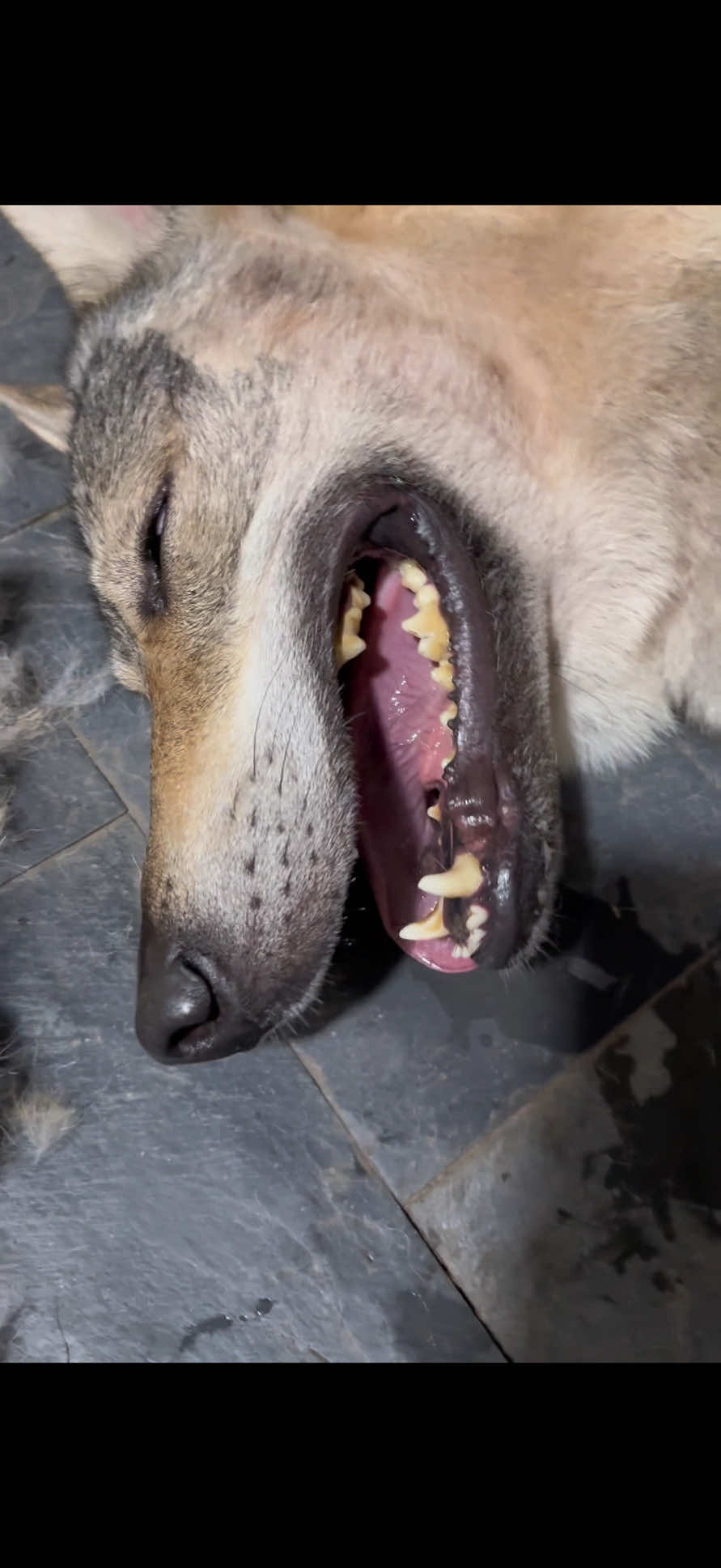 @Life With Echo 🐺