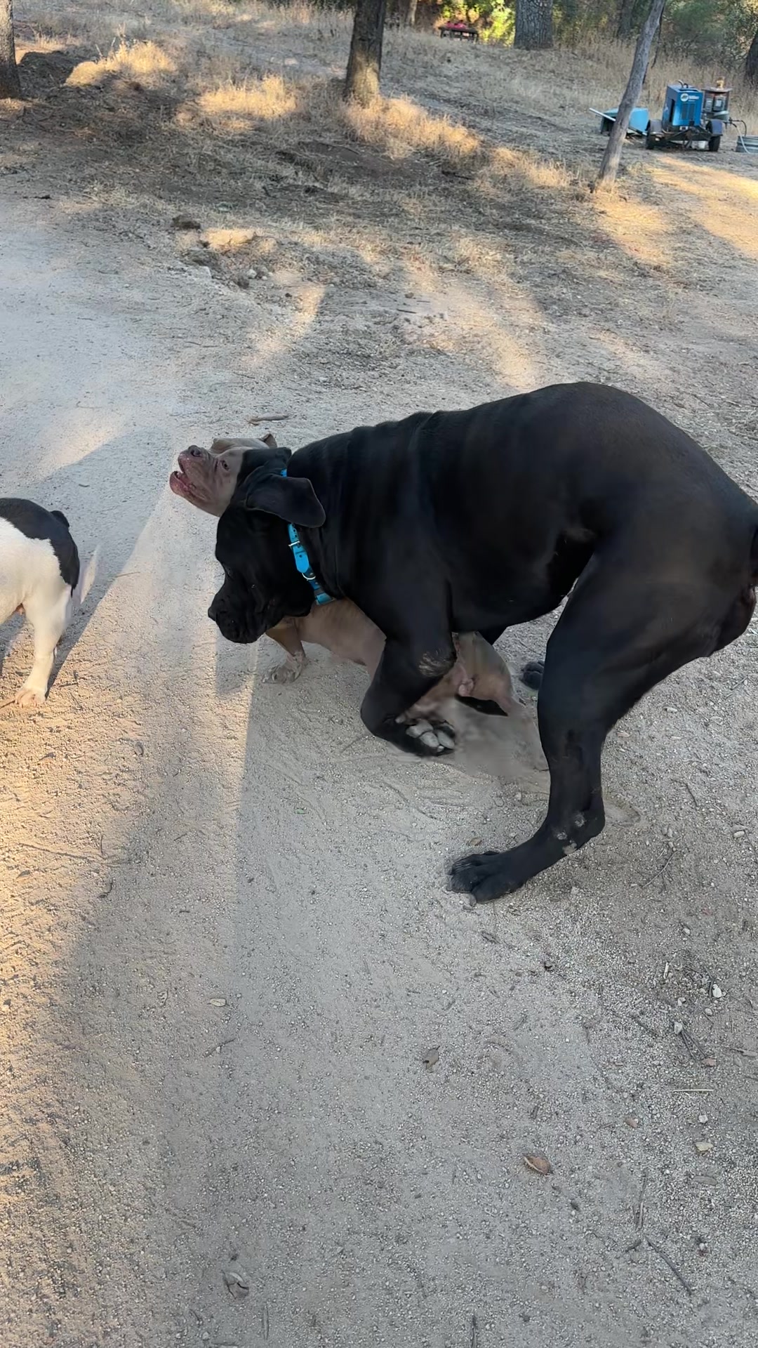 @Bigfoot Boerboels