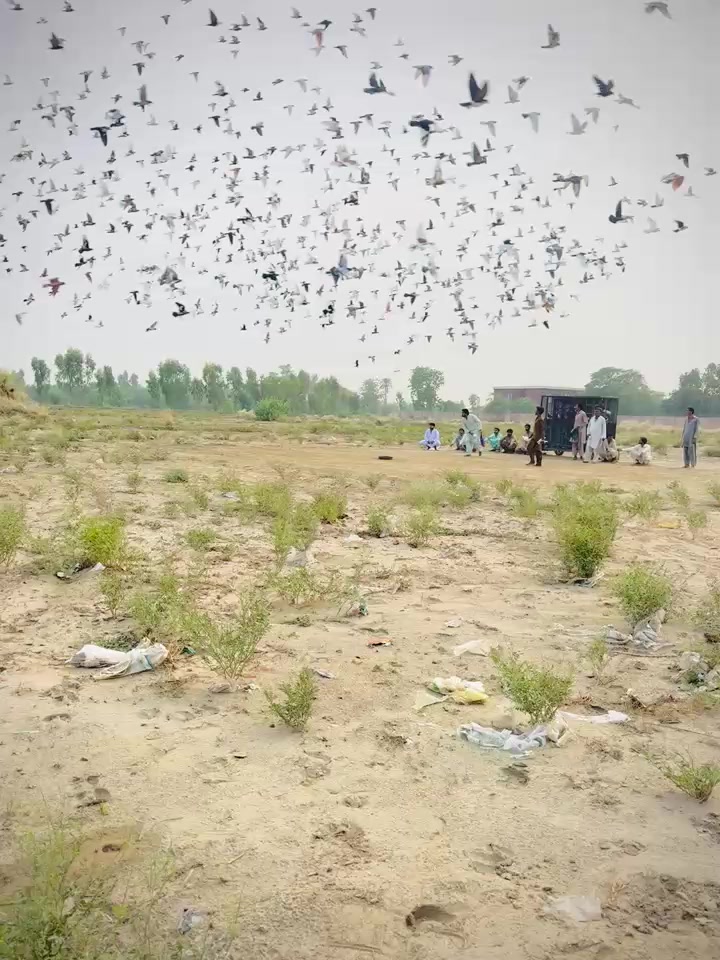 @عدیل رحمن لیہ وال کبوتر باز