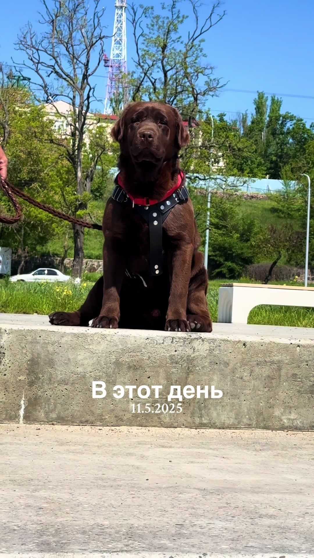 @Labrador_le_Grand