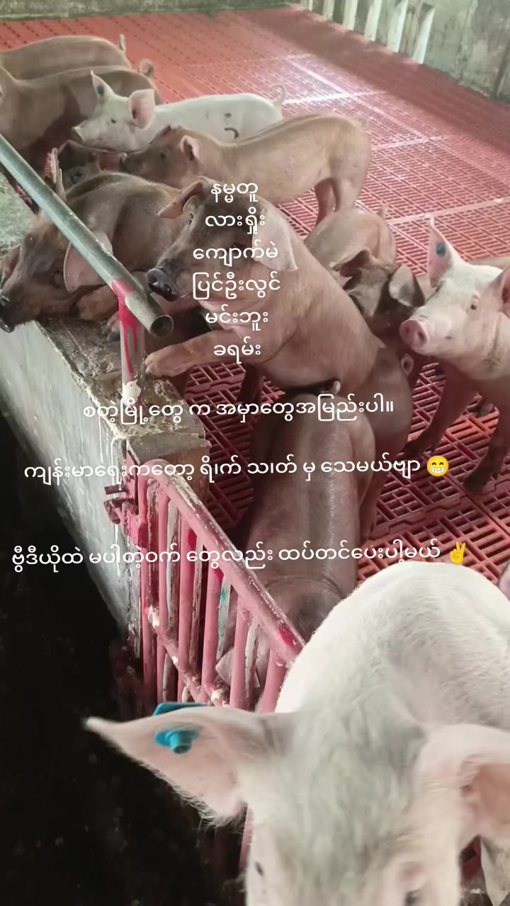 @"ရွှေဖြူးသား"၀က်မွေးမြူရေးခြံ