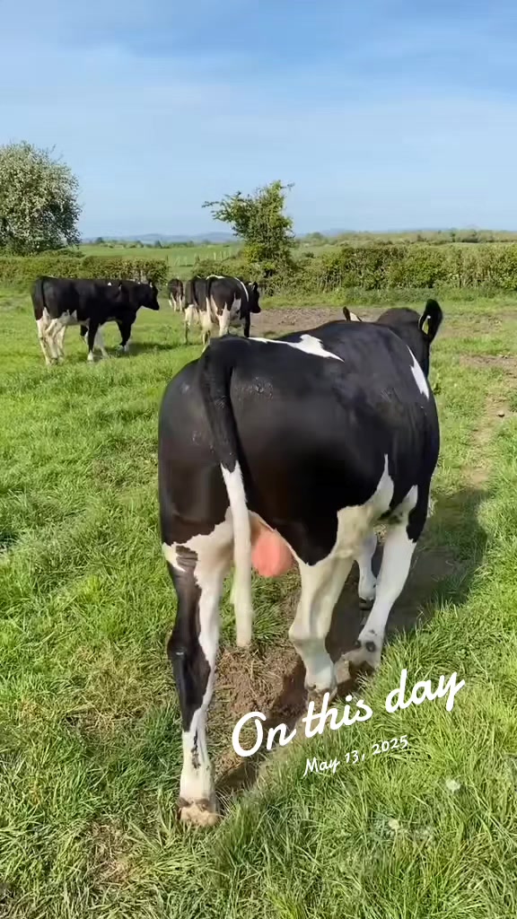 @SEGO DAIRIES 🇰🇪🇰🇪 ❣️