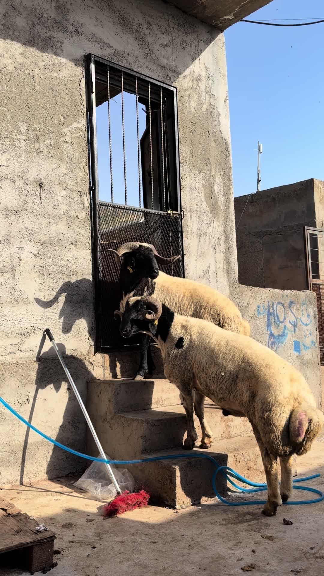 @Sefa cırık