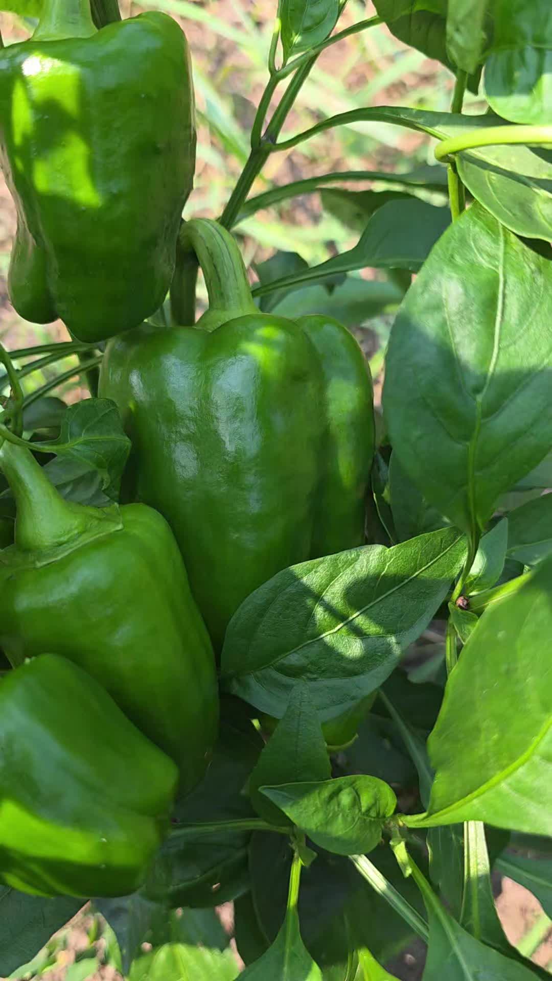 @𝙇𝙪𝙞𝙞502👨🌾