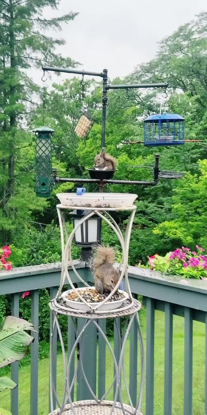 @Backyardbirdz