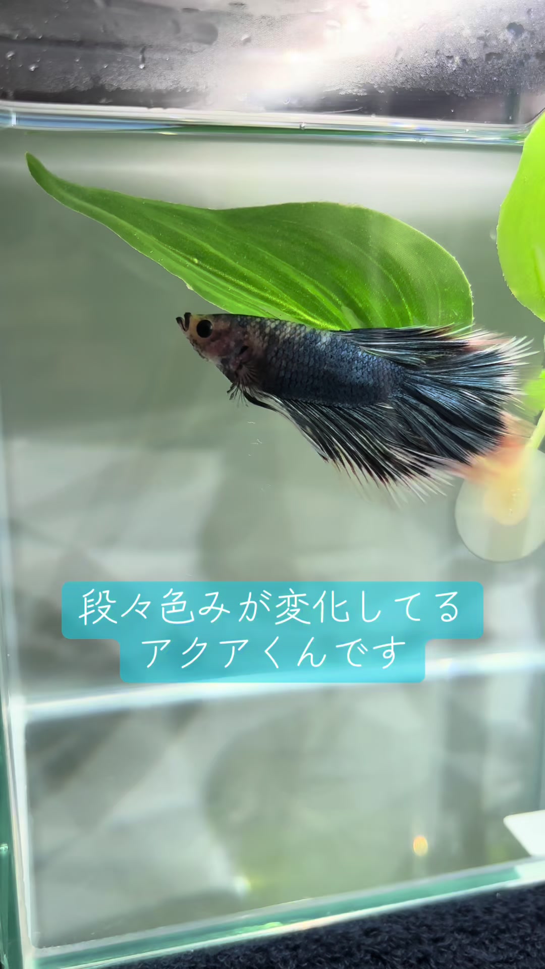 @ちあ🐠🫧