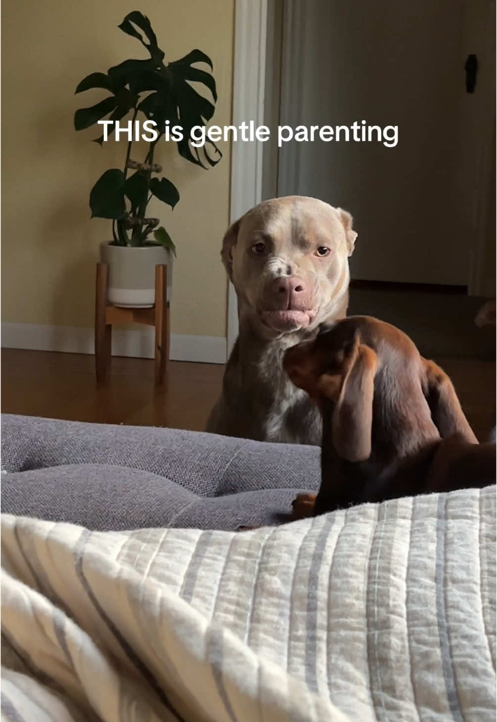 @rhubarb the doggo