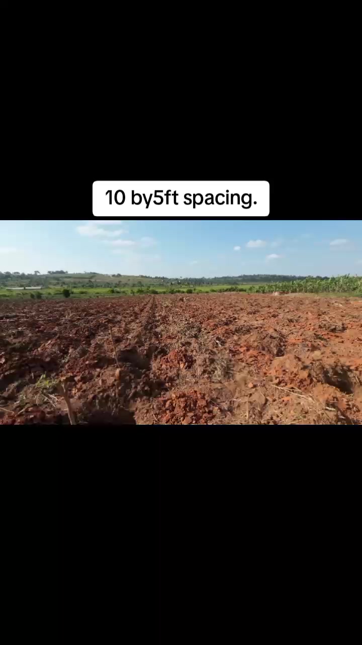 @MCF