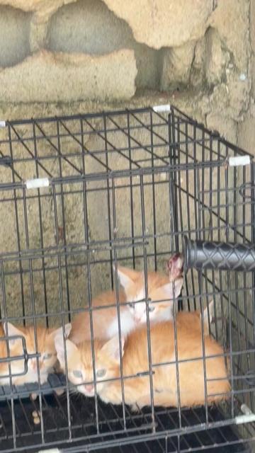 @Bella&rsquo;s Family 🐾