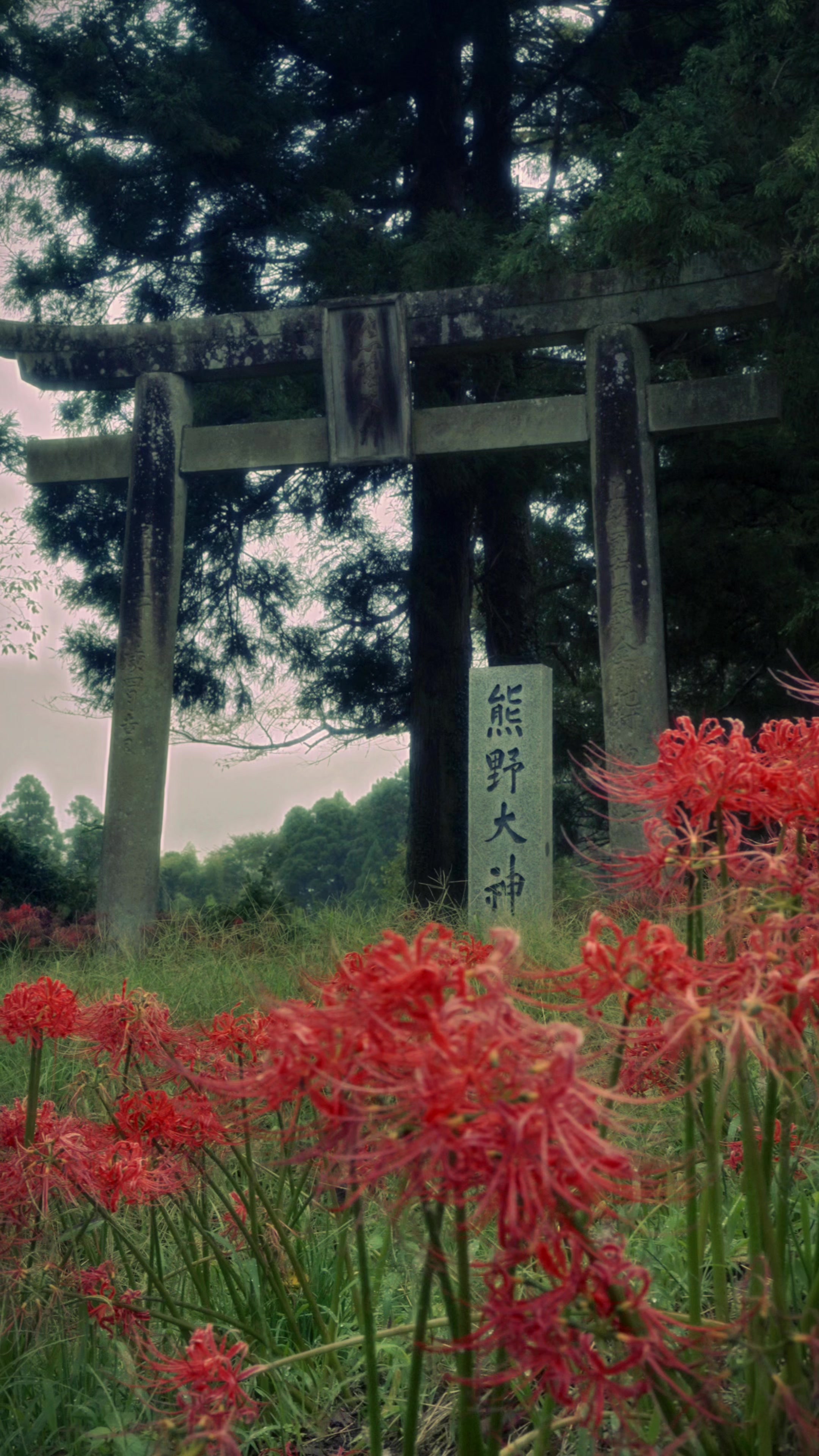 @Japan Walker
