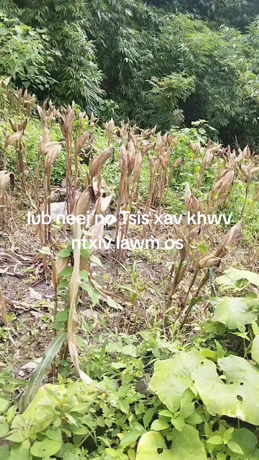 @không tên