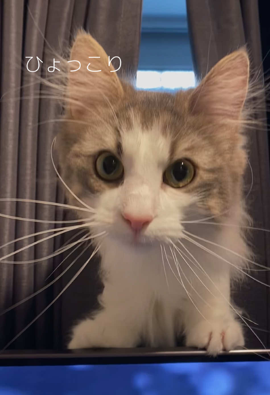 @ねここ様