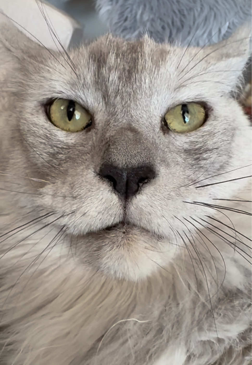 @Maine Coons | Ted & Kissa