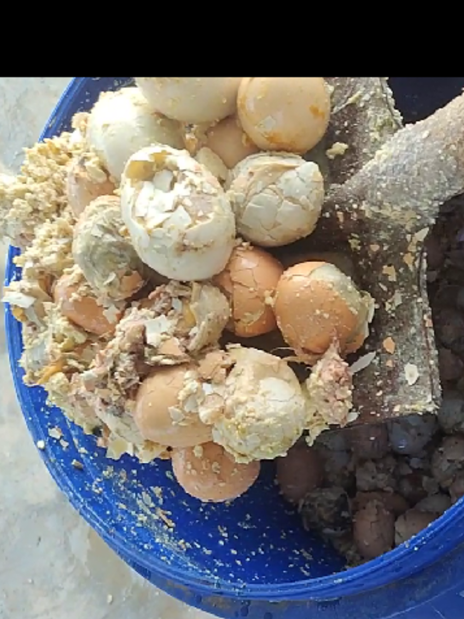 @Cá Chuối Hoa