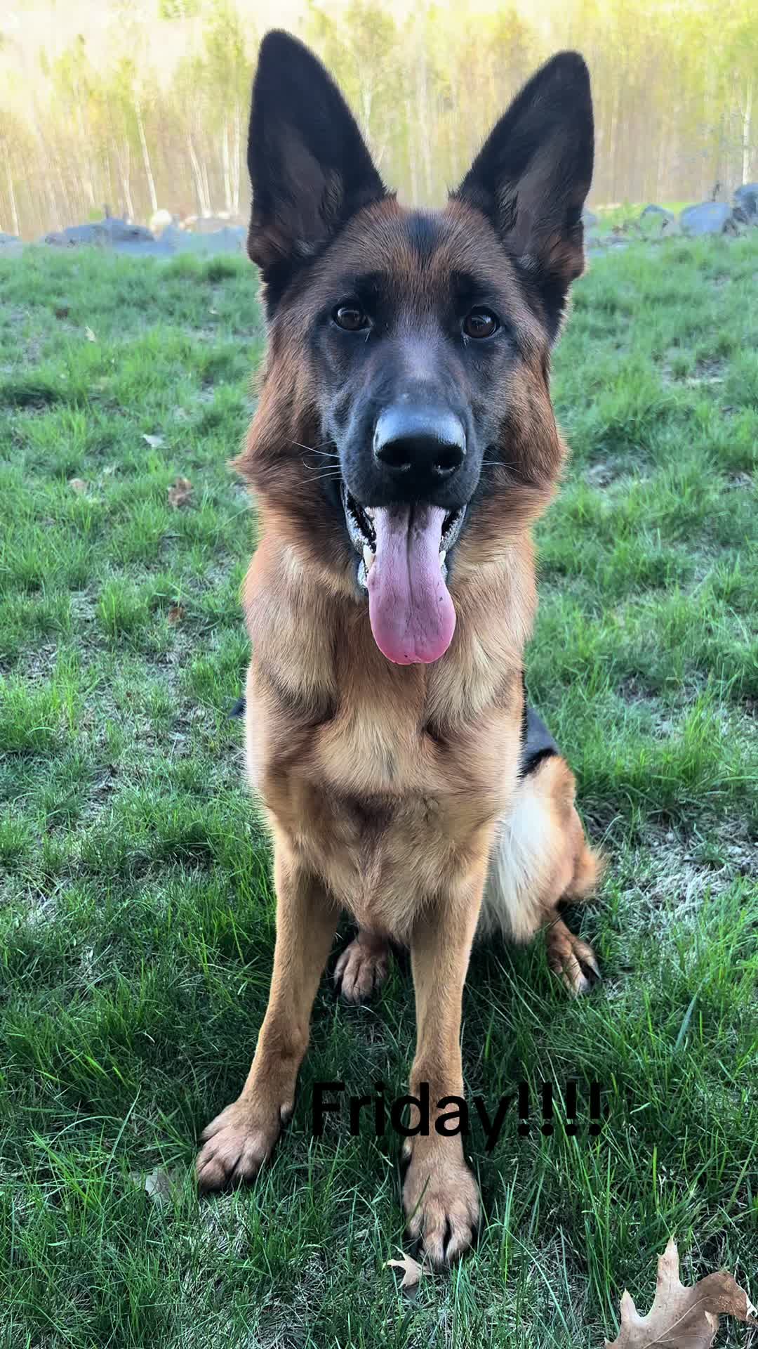@Willa🐾🐾