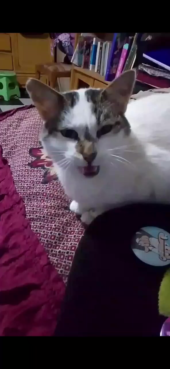 @Ari Felidae