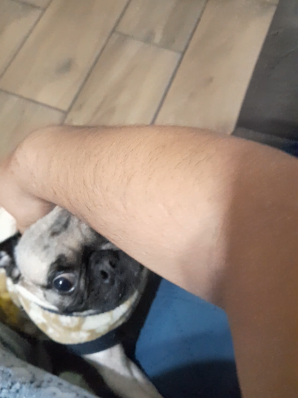 @pug.lovers53
