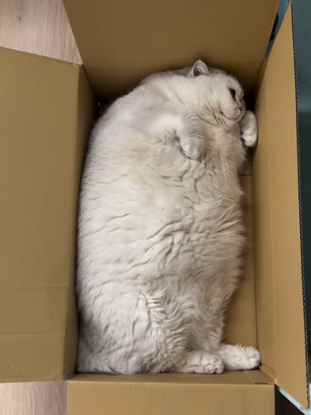 @Chonky World Of Cats