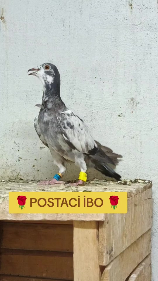 @🦜🦜POSTACI İBO TEKİN 🦜🦜
