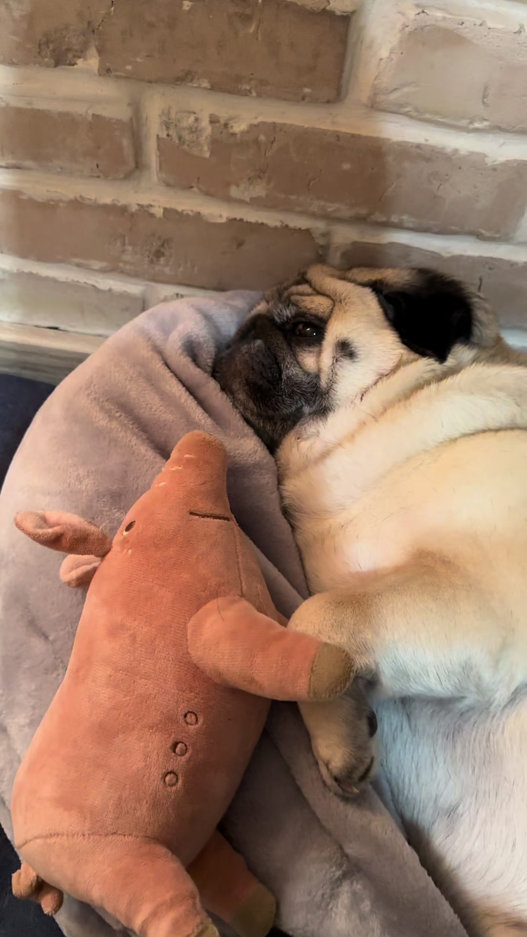 @Pug_bulka
