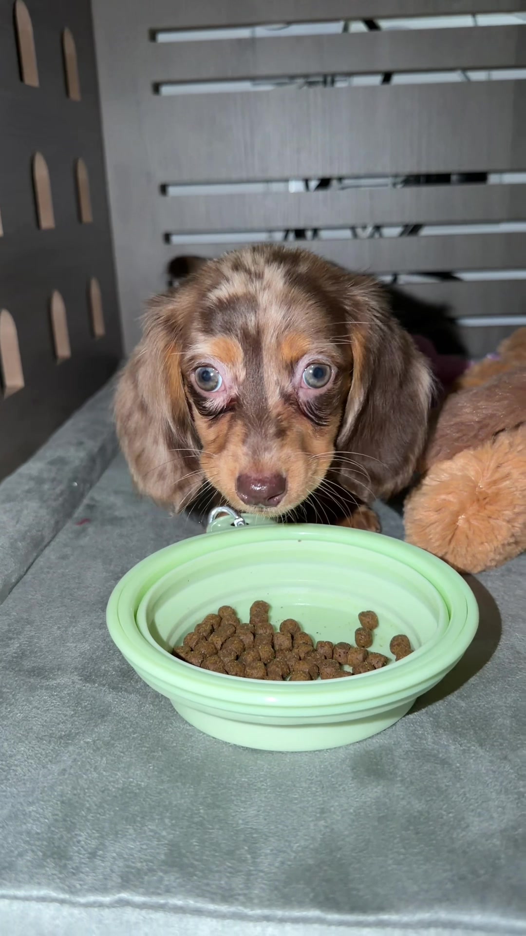 @Oli the Mini Doxie