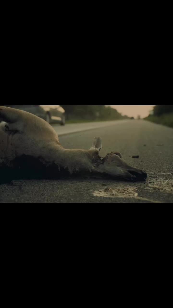 @DRIVEYOURKITTY