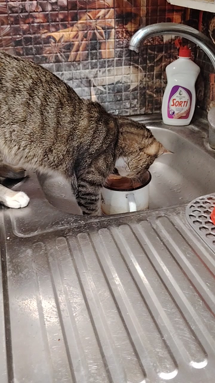@3 друга 🦮🐱