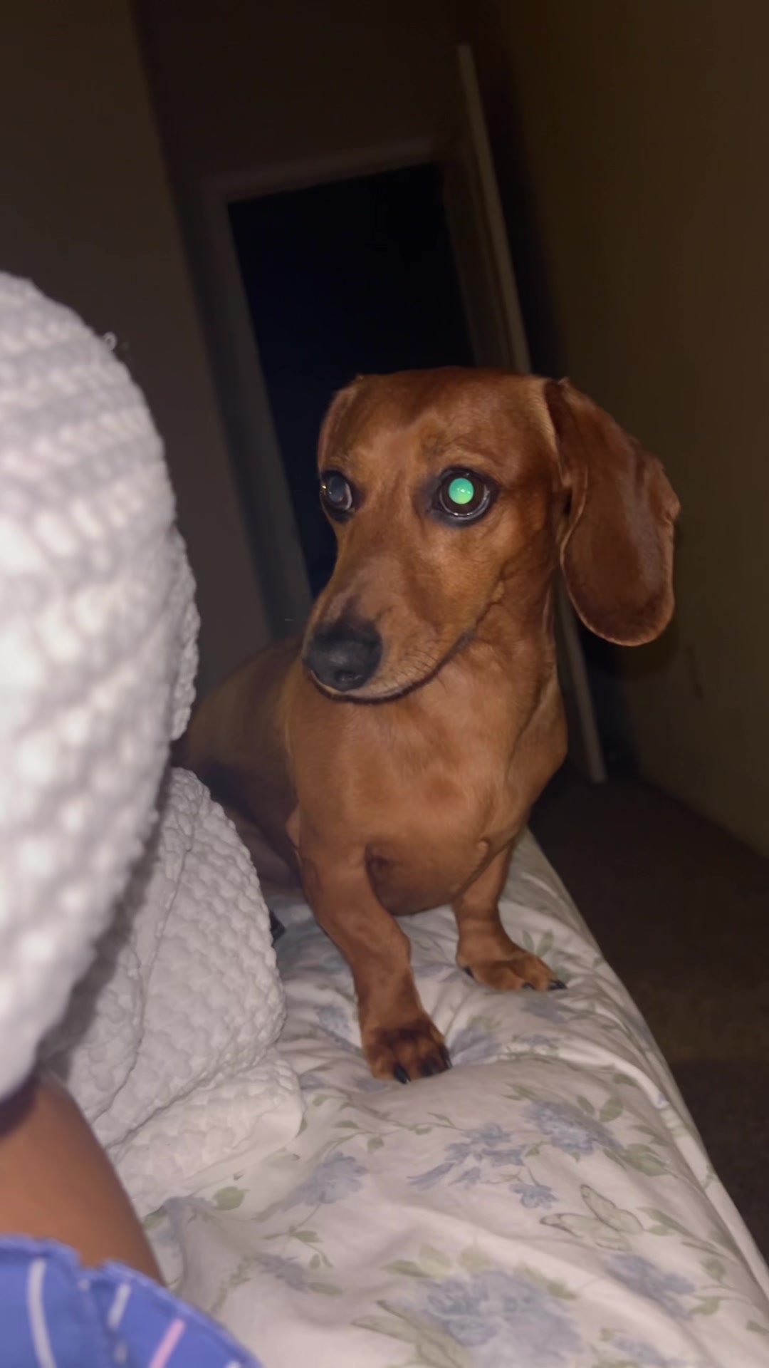 @Slinky Severus-Doo