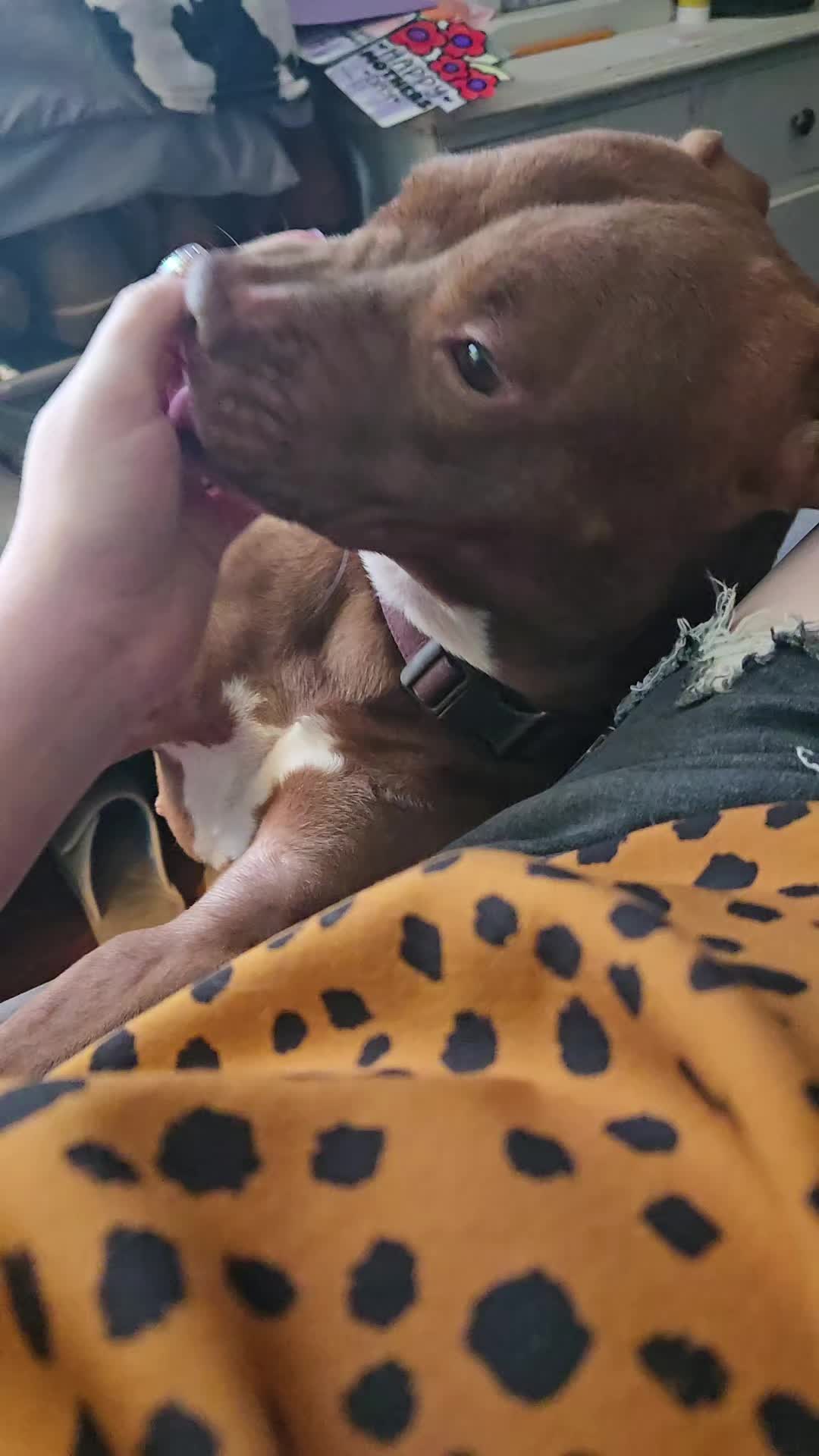 @Kristin & Diesel the Pittie 💕