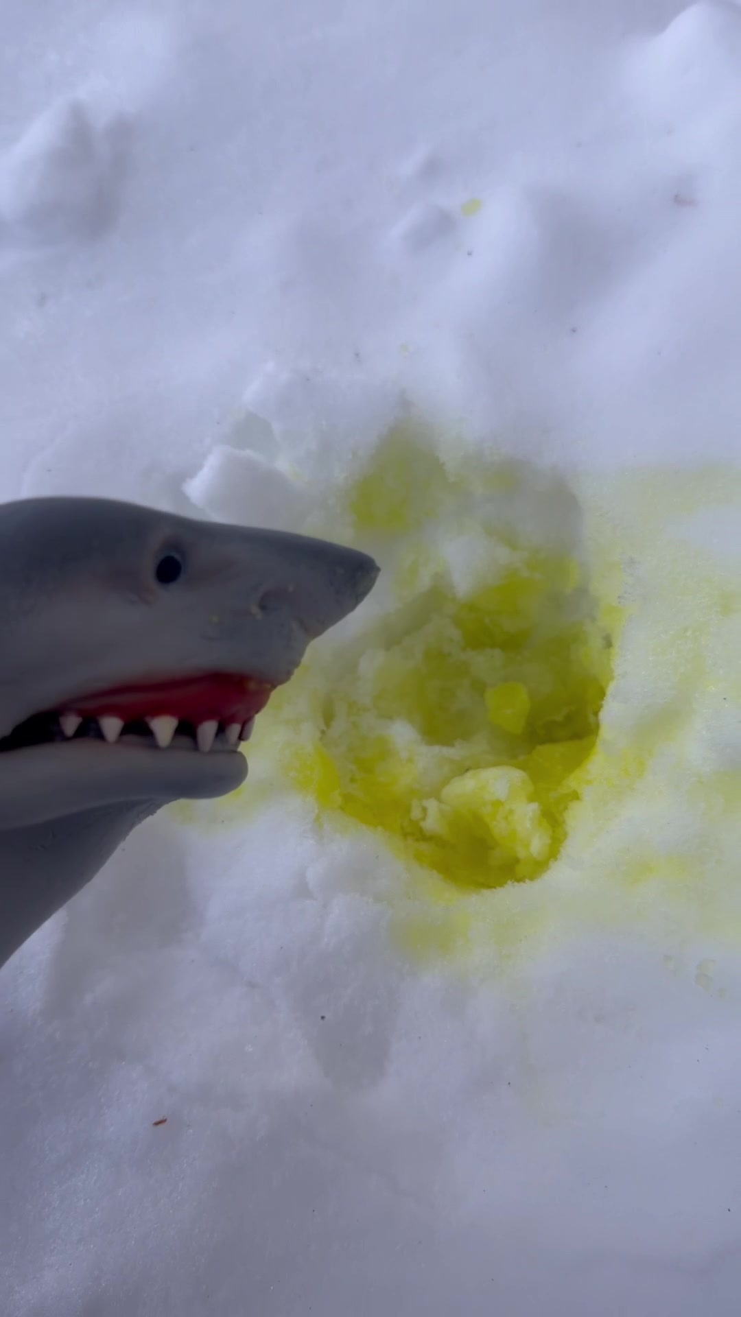 @the.shark.puppet