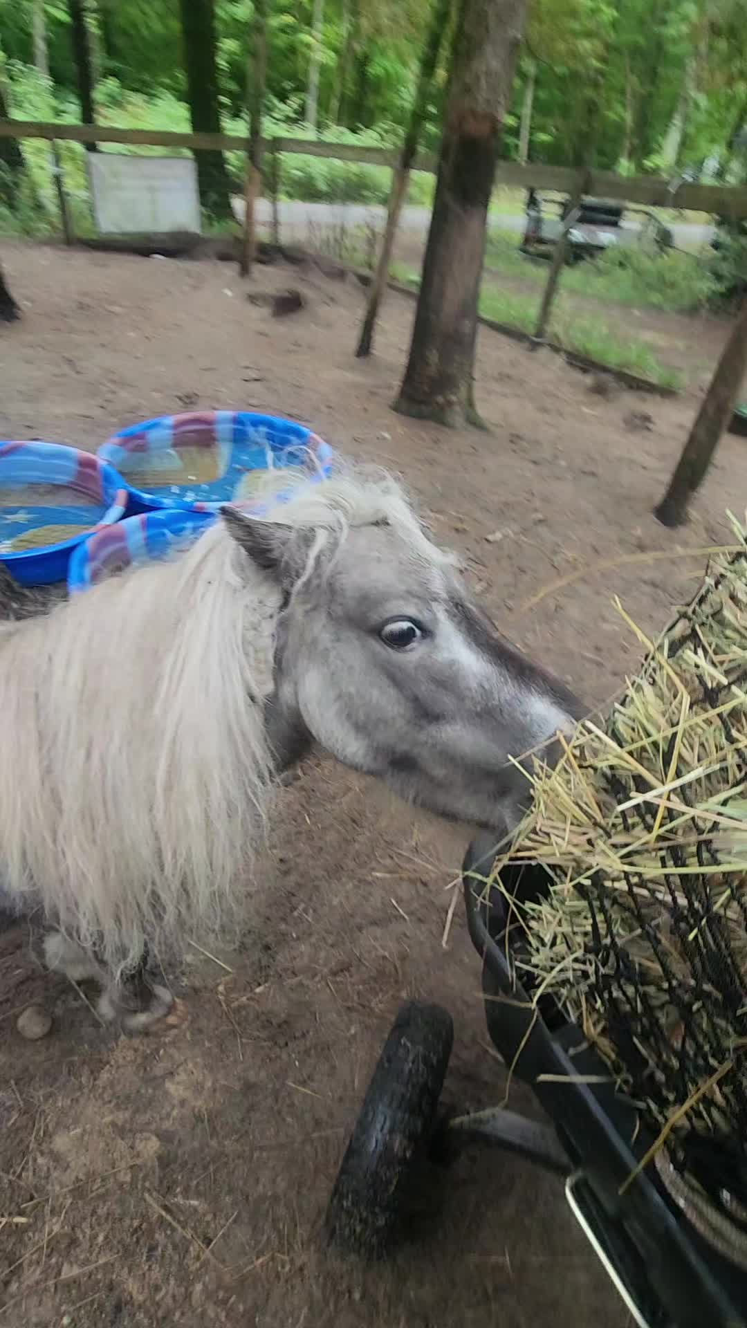 @minihorsemomandtrainer🐴🐴🐴🐴