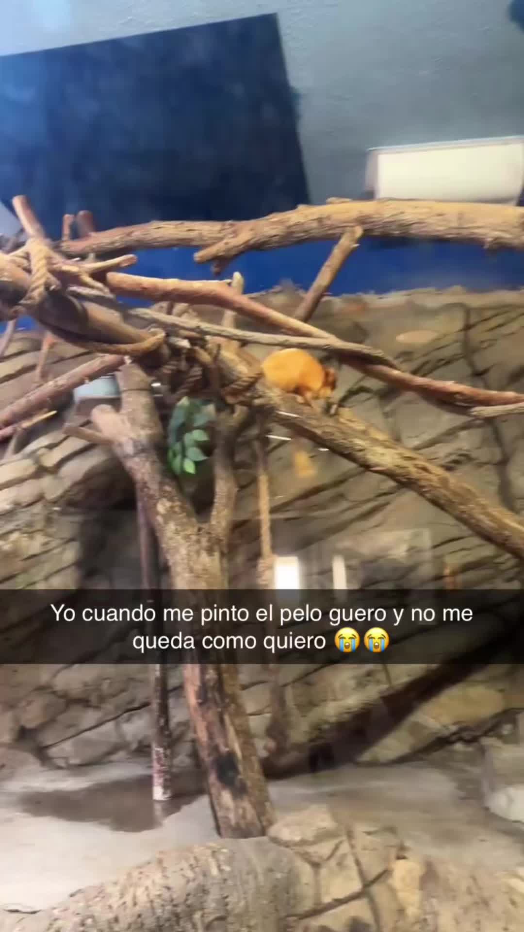 @Chikis๐