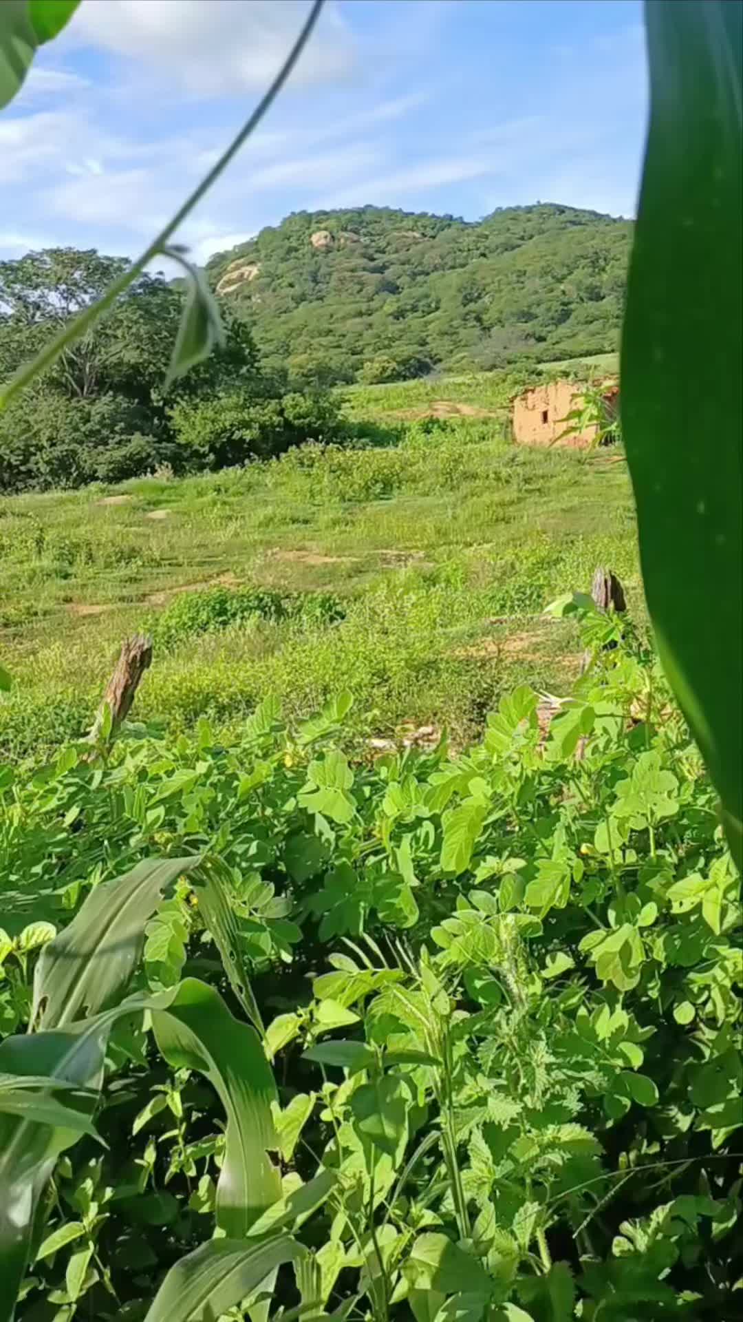 @Amante da natureza