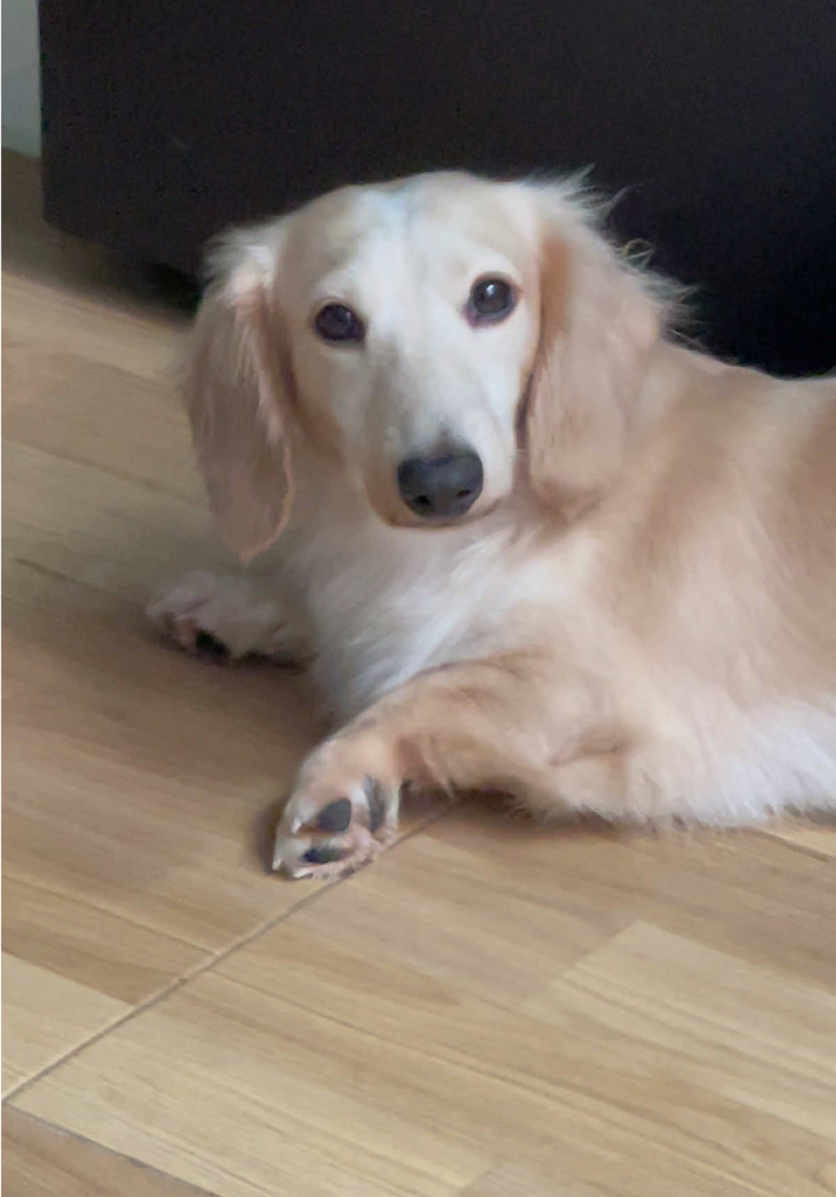 @ไนร่าไอติมยูนิ🐾Mini dachshund