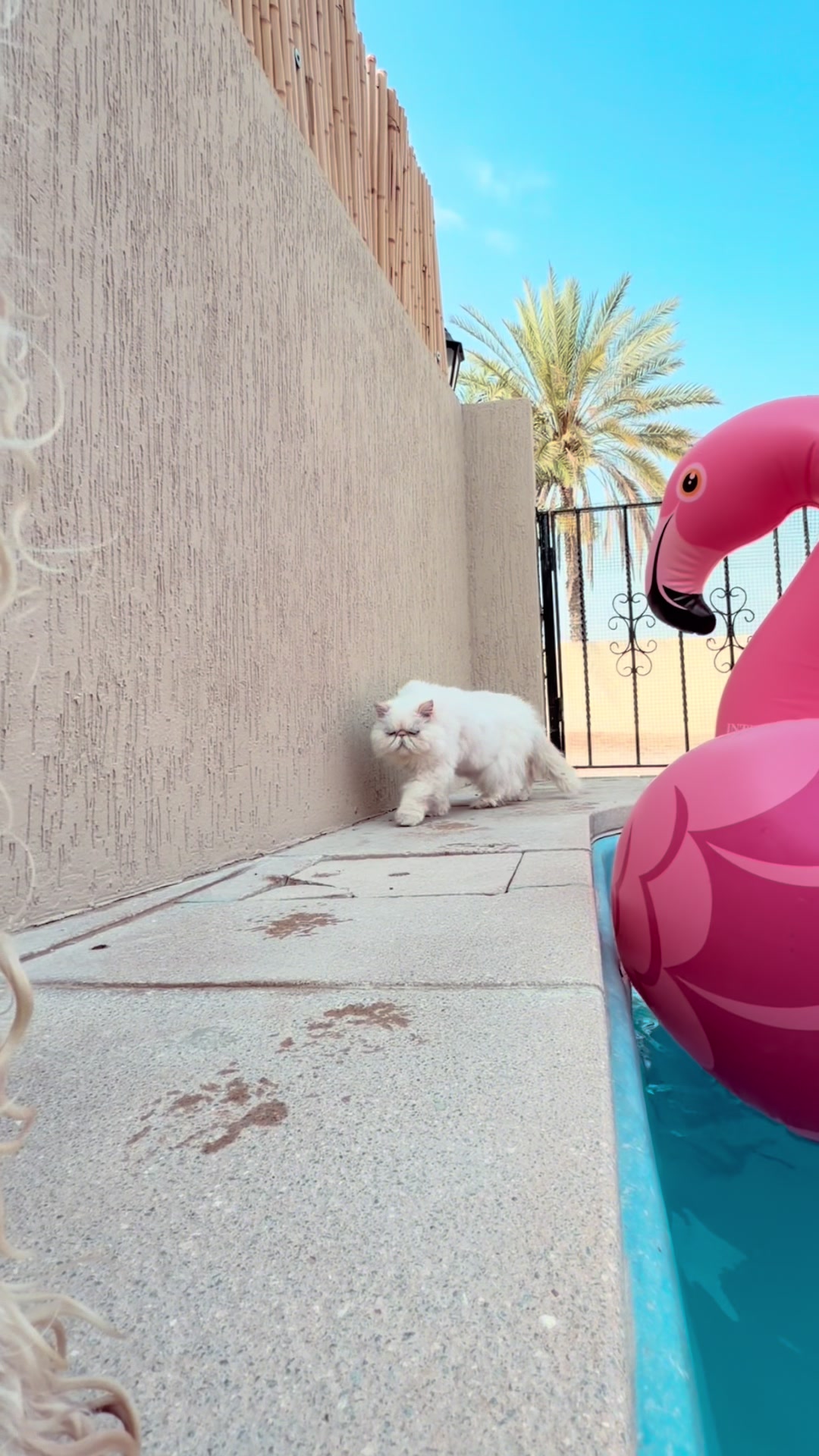 @thezenkitty