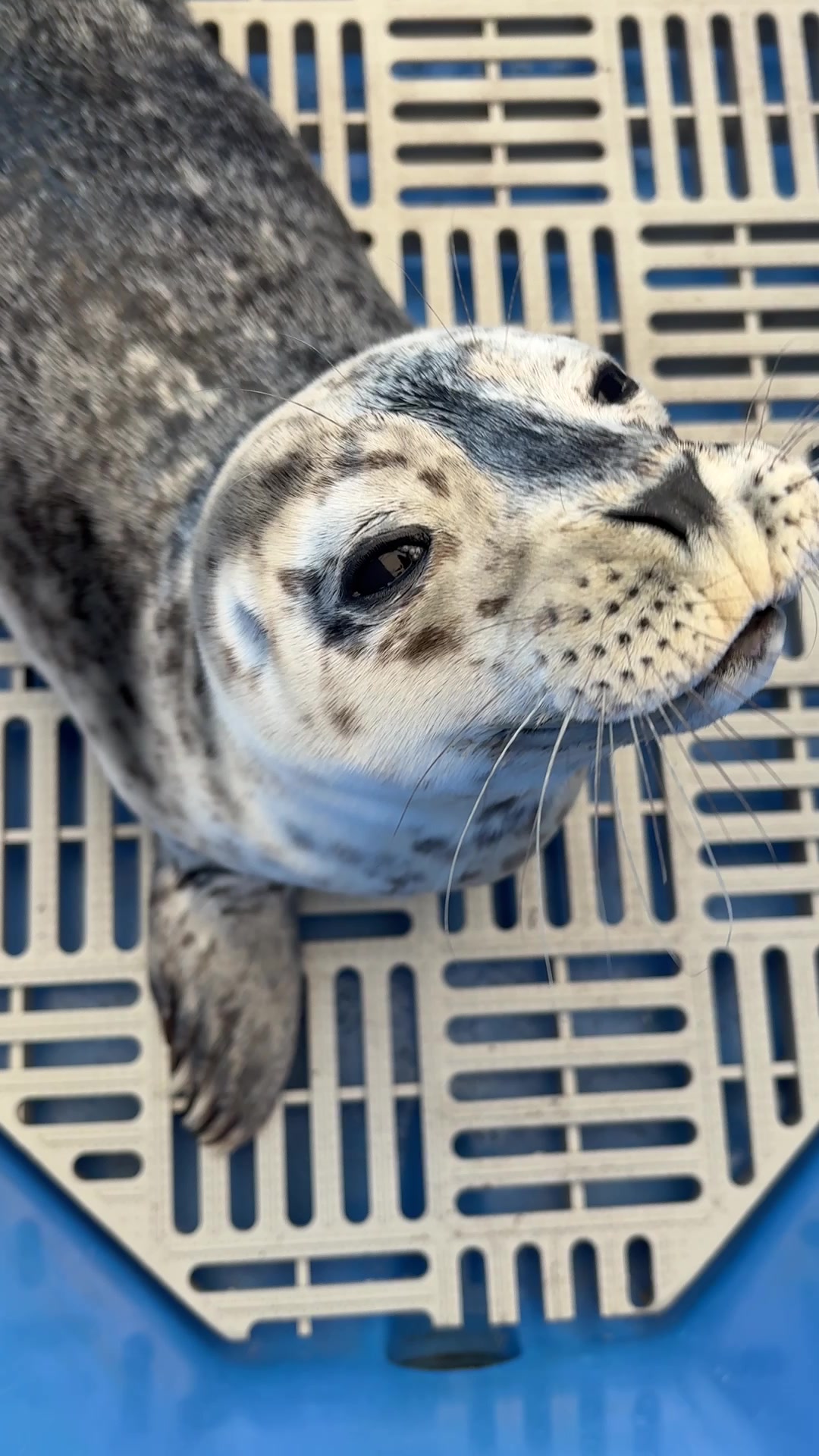 @Marine Mammal Rescue Society