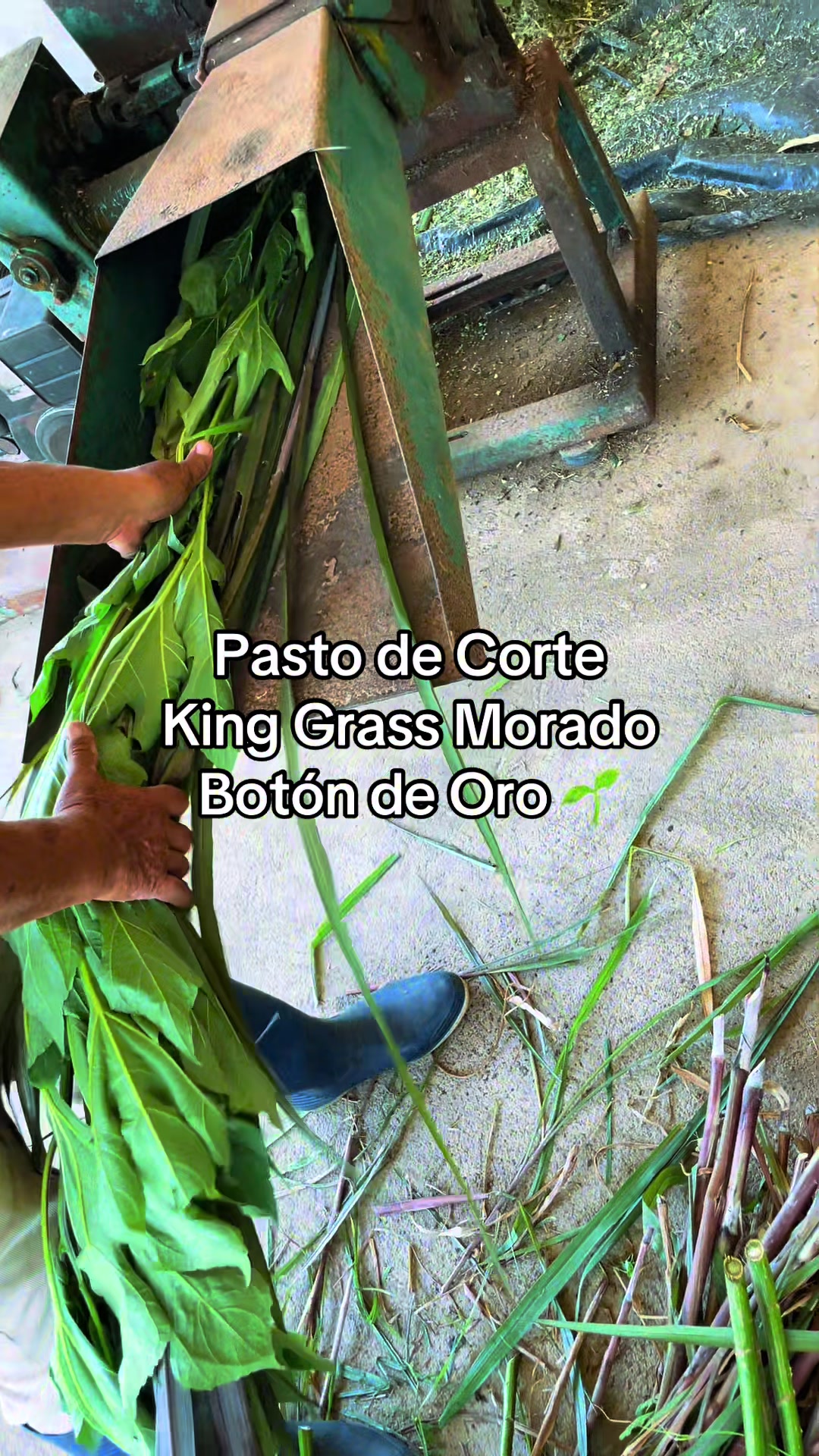 @Pastos y Leguminosas - Ecuador