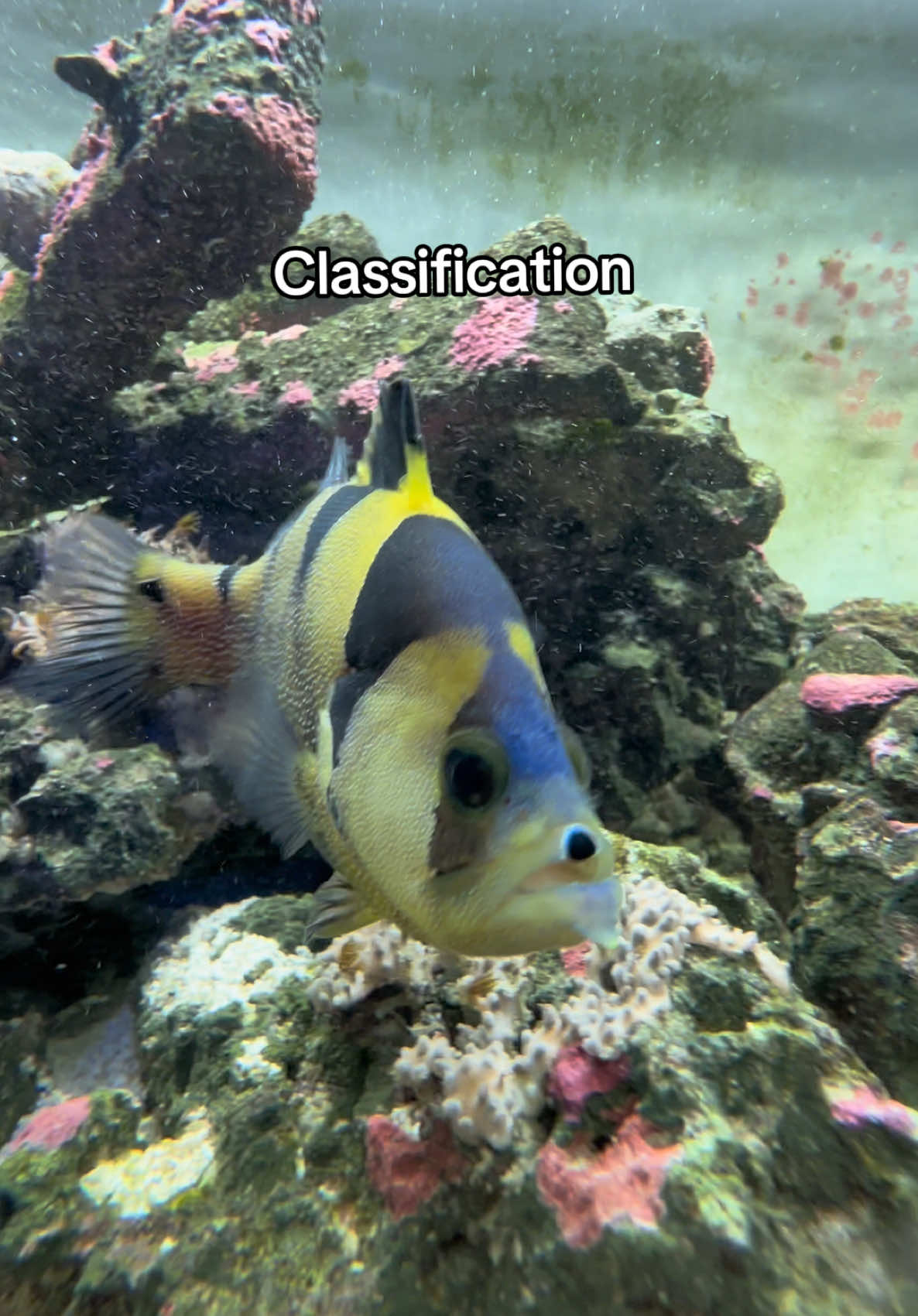 @ReefSync