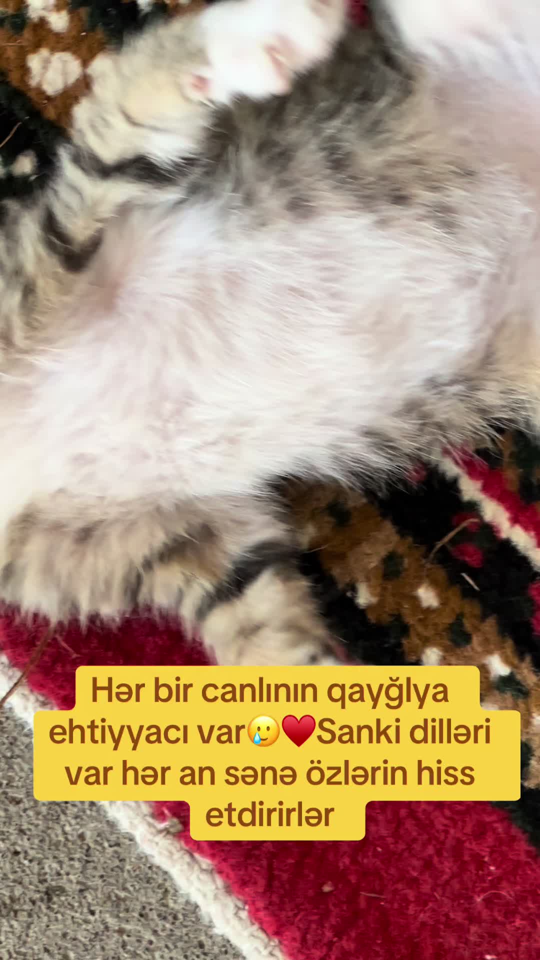@Quiet SCORPİON🦂İP