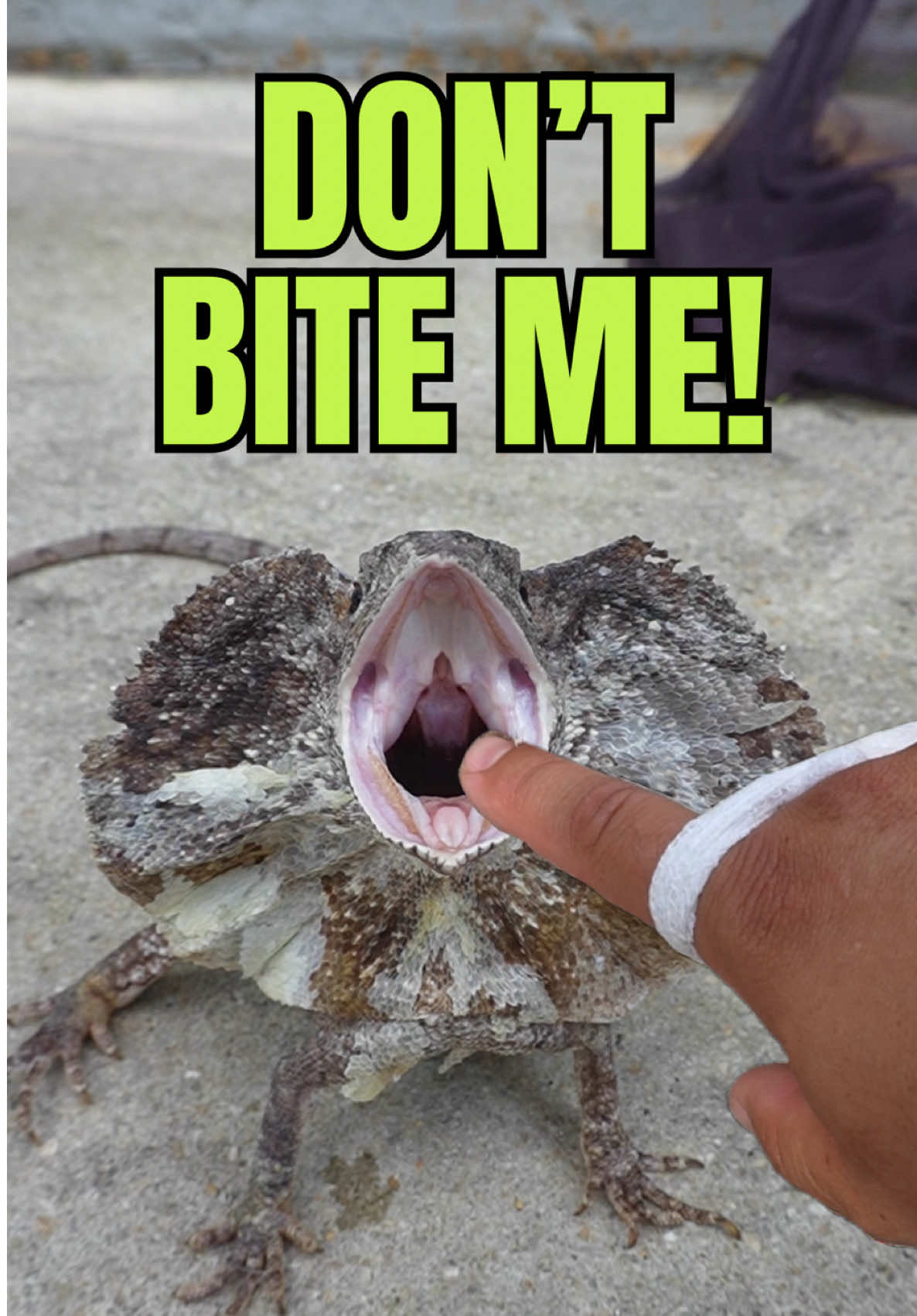 @Tommys_reptiles