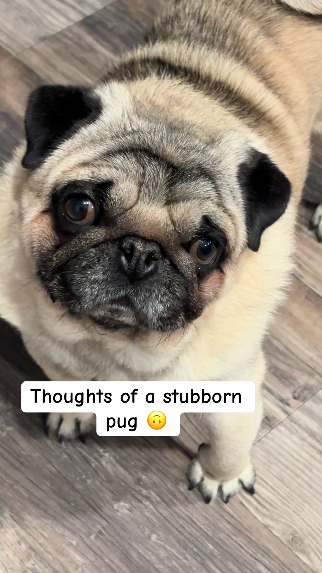 @Rocki the Pug 🐶