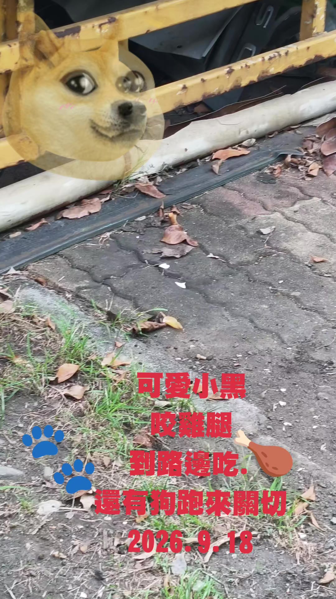 @大珍寶🥕🦮🐕🦺🐈⬛🐈🐕