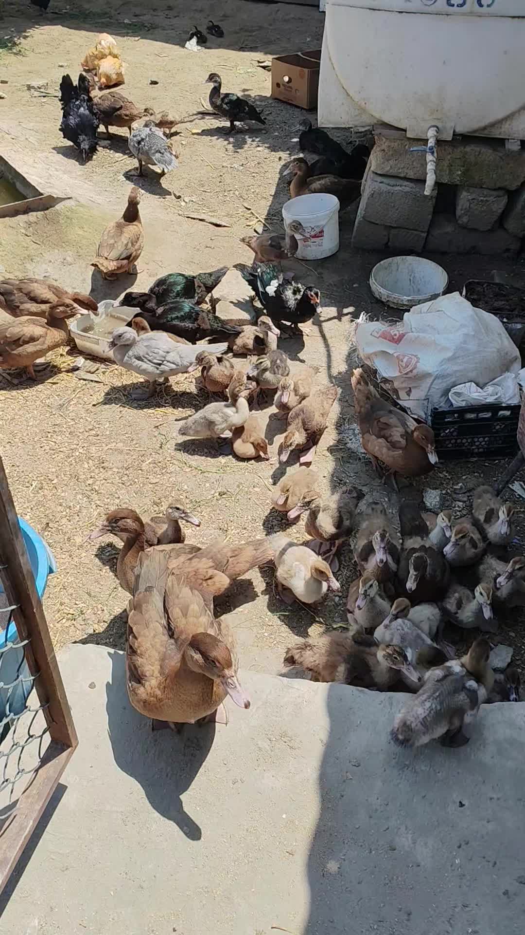 @MAŞTAĞA_QUŞCULUĞ