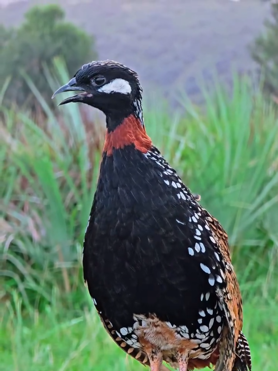@Birds Lover