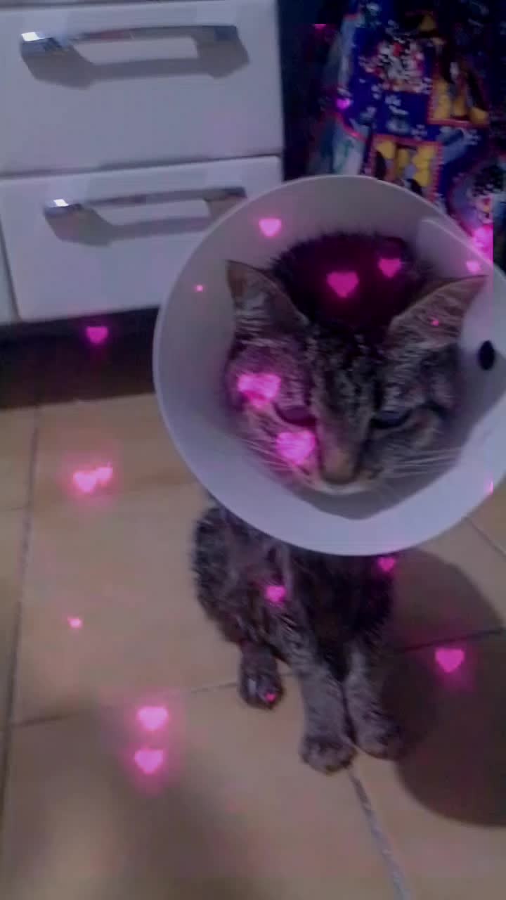 @Sofia Macedo