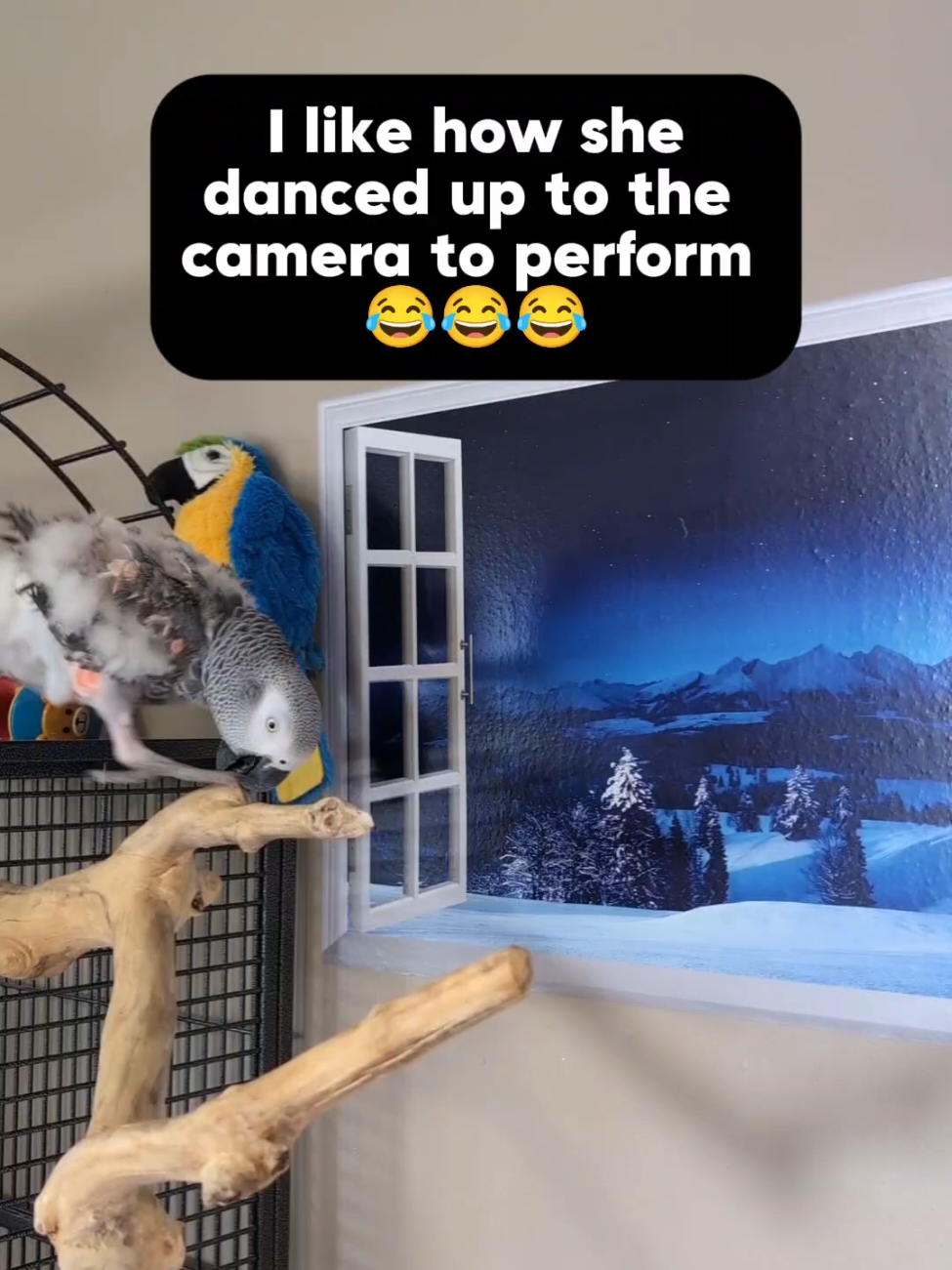 @Cosmothefunnyparrot