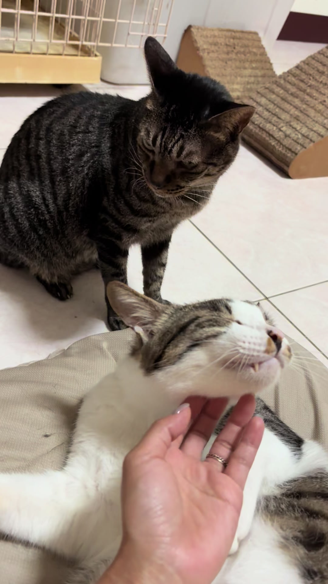 @我家毛很多