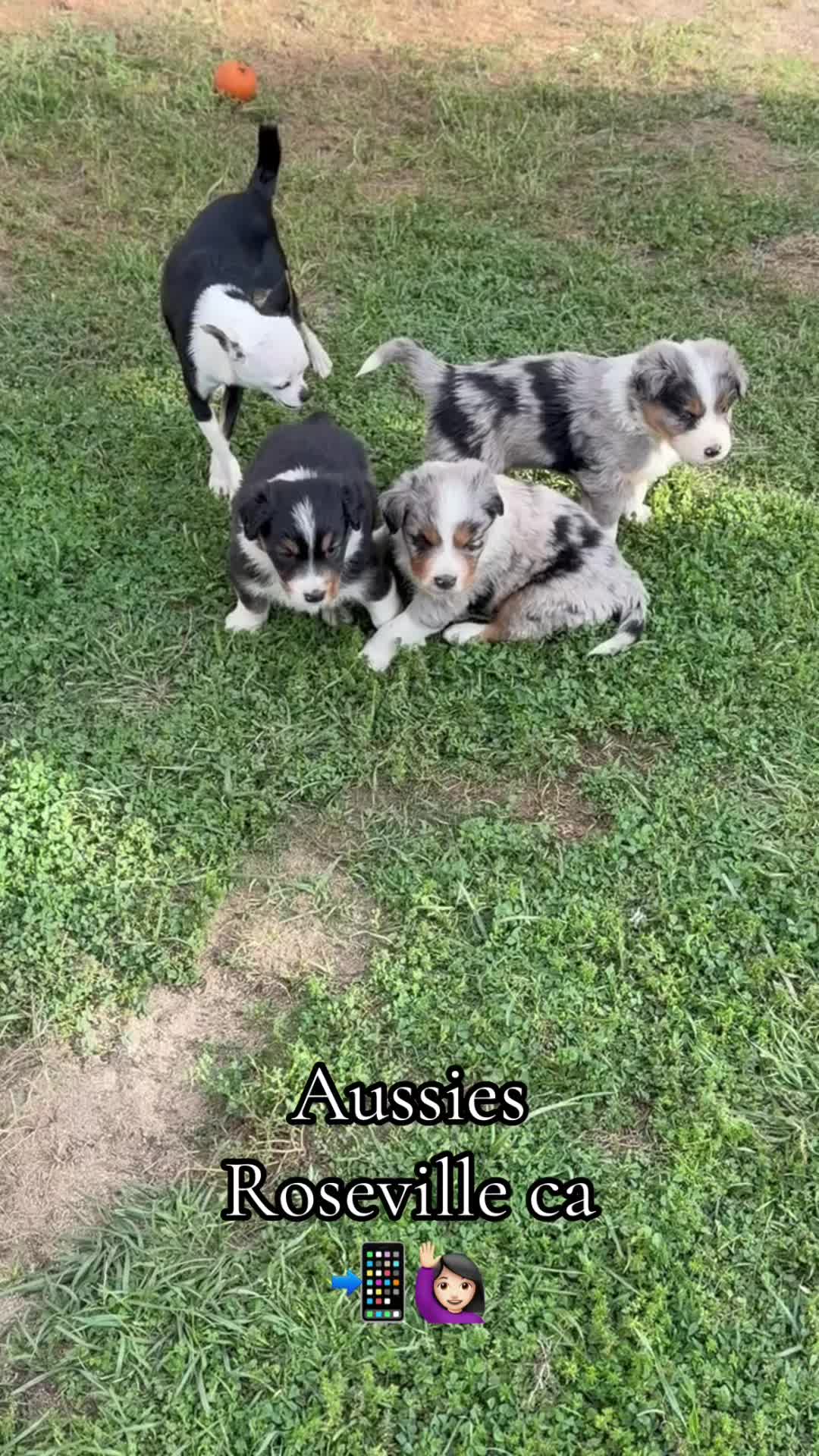 @sacramento__aussies916