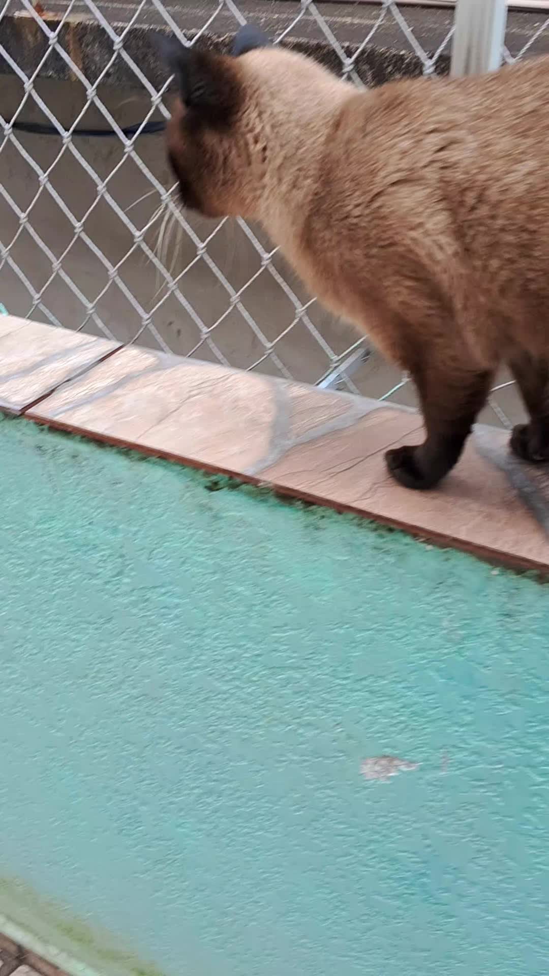 @lua