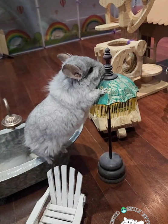 @Kuzco the Chinchilla